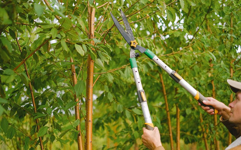 Tree trimming in Fenton, LA