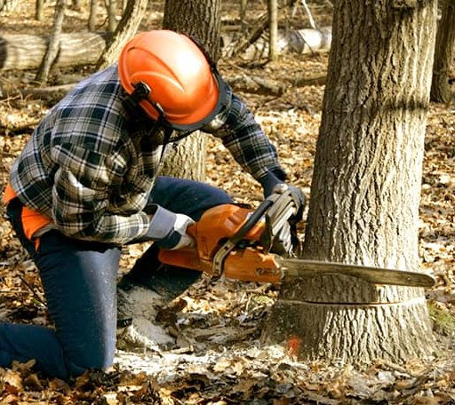 Tree Removal in Fenton, LA